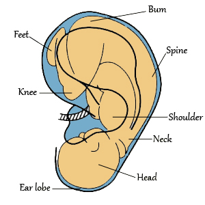 ear-reflexology reflexology ear massage