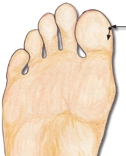 The pineal reflexology point