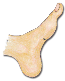 The adrenal reflexology point