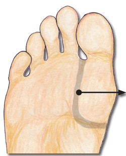 The thymus reflexology point