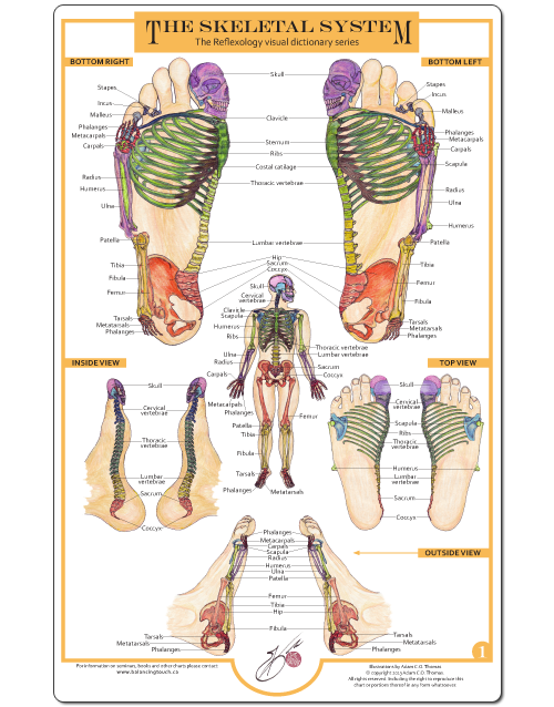 chart for reflexology Charts Touch  Balancing Collection Reflexology Foot