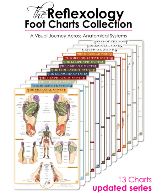 Image of 13 reflexology foot charts in a complete collection, showcasing anatomical systems with the text '13 Charts Updated Series'.