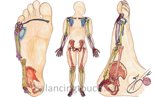 Skeletal system in reflexology Appendicular skeleton