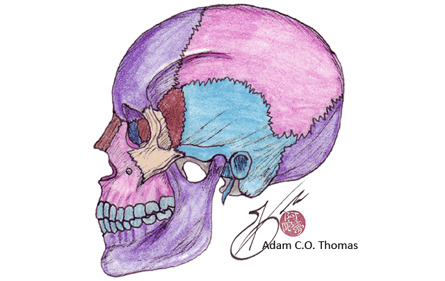 skeletal system and reflexology