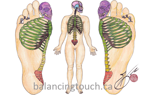 Skeletal system in reflexology axial skeleton