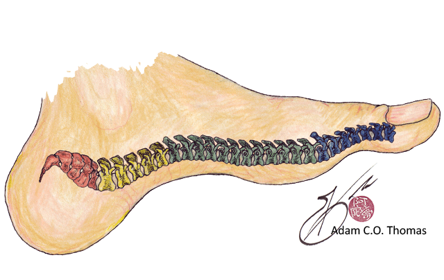 bones of the spine on the foot