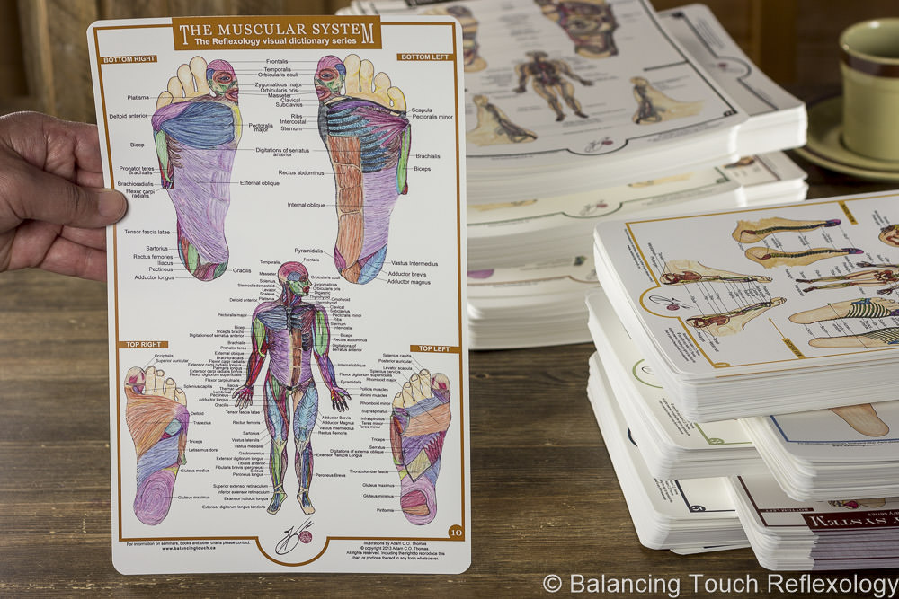 muscular system reflexology foot chart