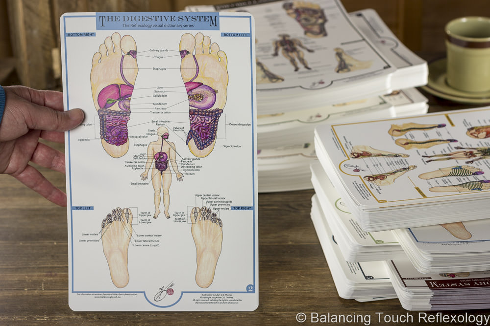 Digestive System Reflexology chart
