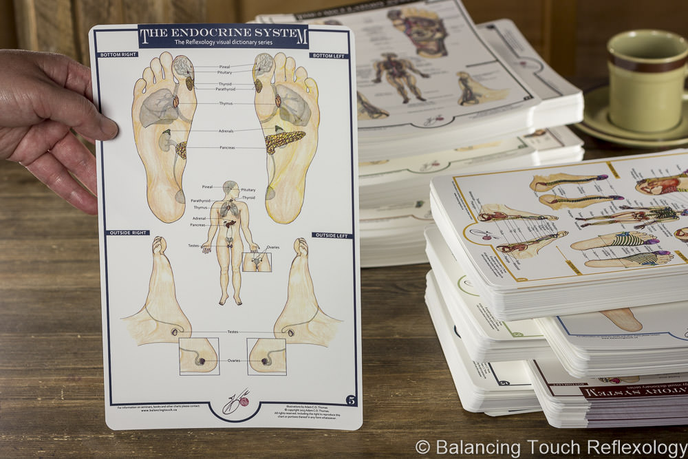 endocrine system reflexology foot chart