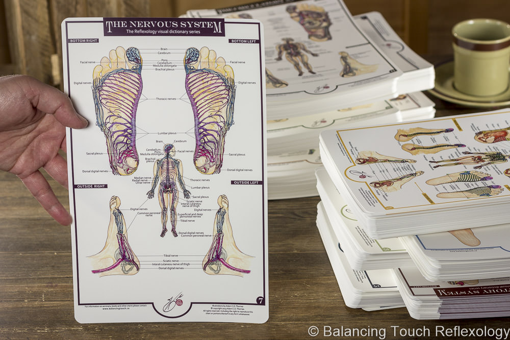 nervous system reflexology foot chart