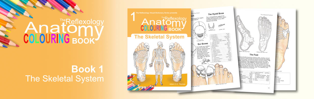 reflexology-anatomy-colouring-book-skeletal-system-sample.jpg Cover and sample pages from "The Reflexology Anatomy Colouring Book – Book 1: The Skeletal System," showing detailed anatomy illustrations with reflexology foot mappings.