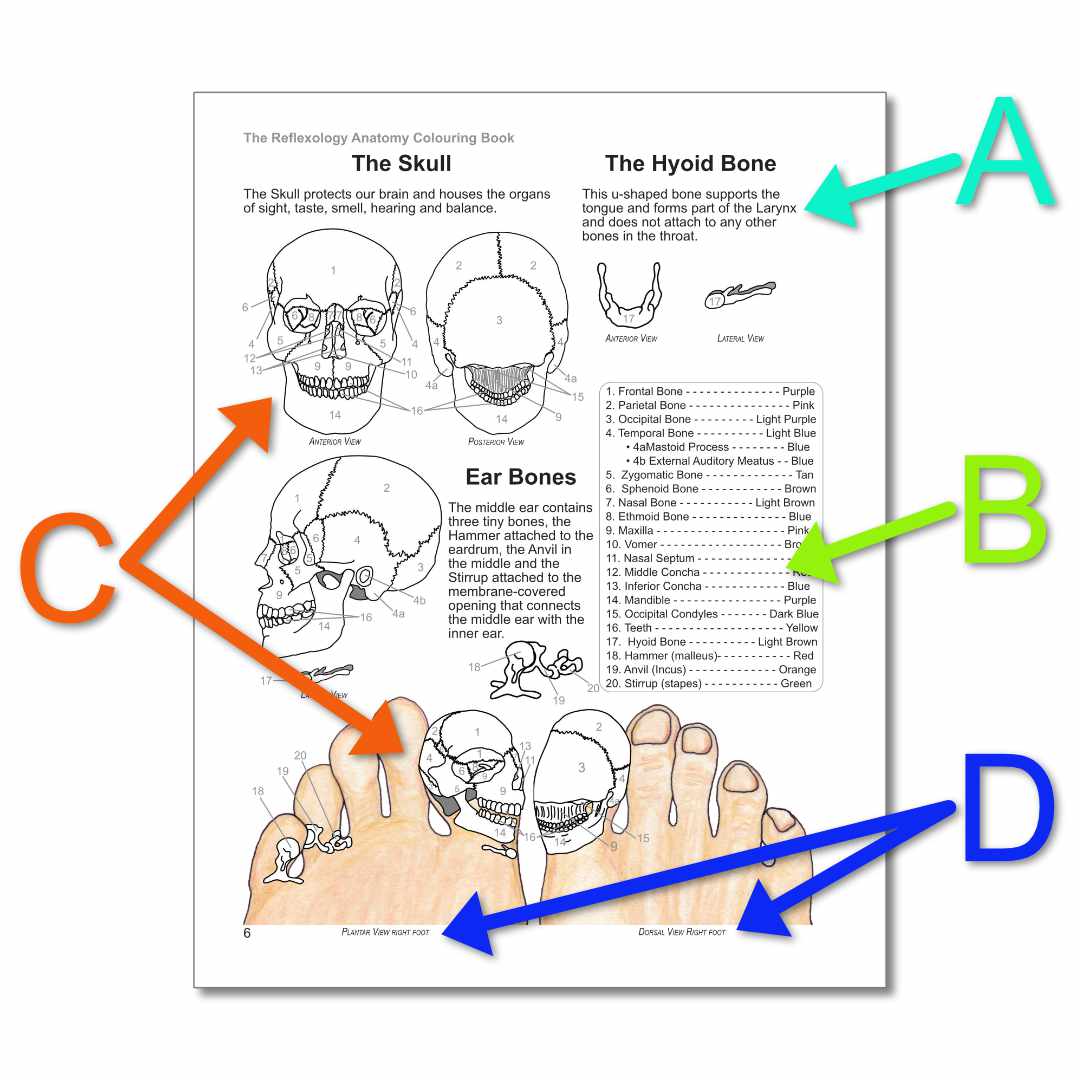 reflexology-anatomy-colouring-book-skeletal-system-sample.jpg Page Example (Skeletal System pg.6)