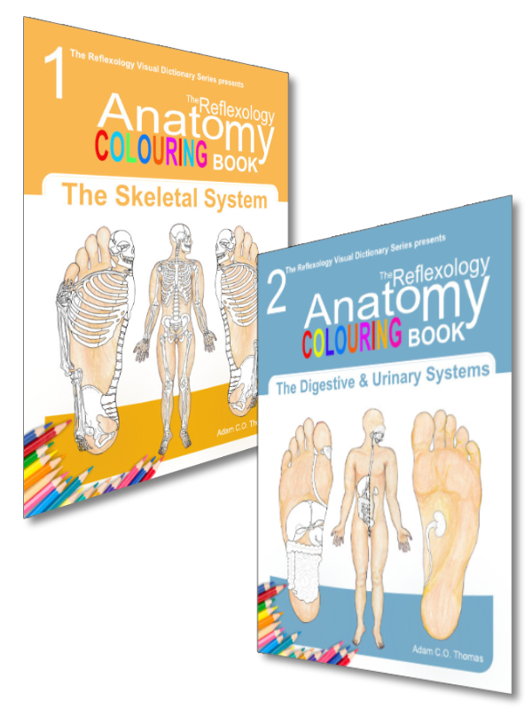 Covers of the Reflexology Anatomy Colouring Books designed for reflexologists to study and colour reflex zones