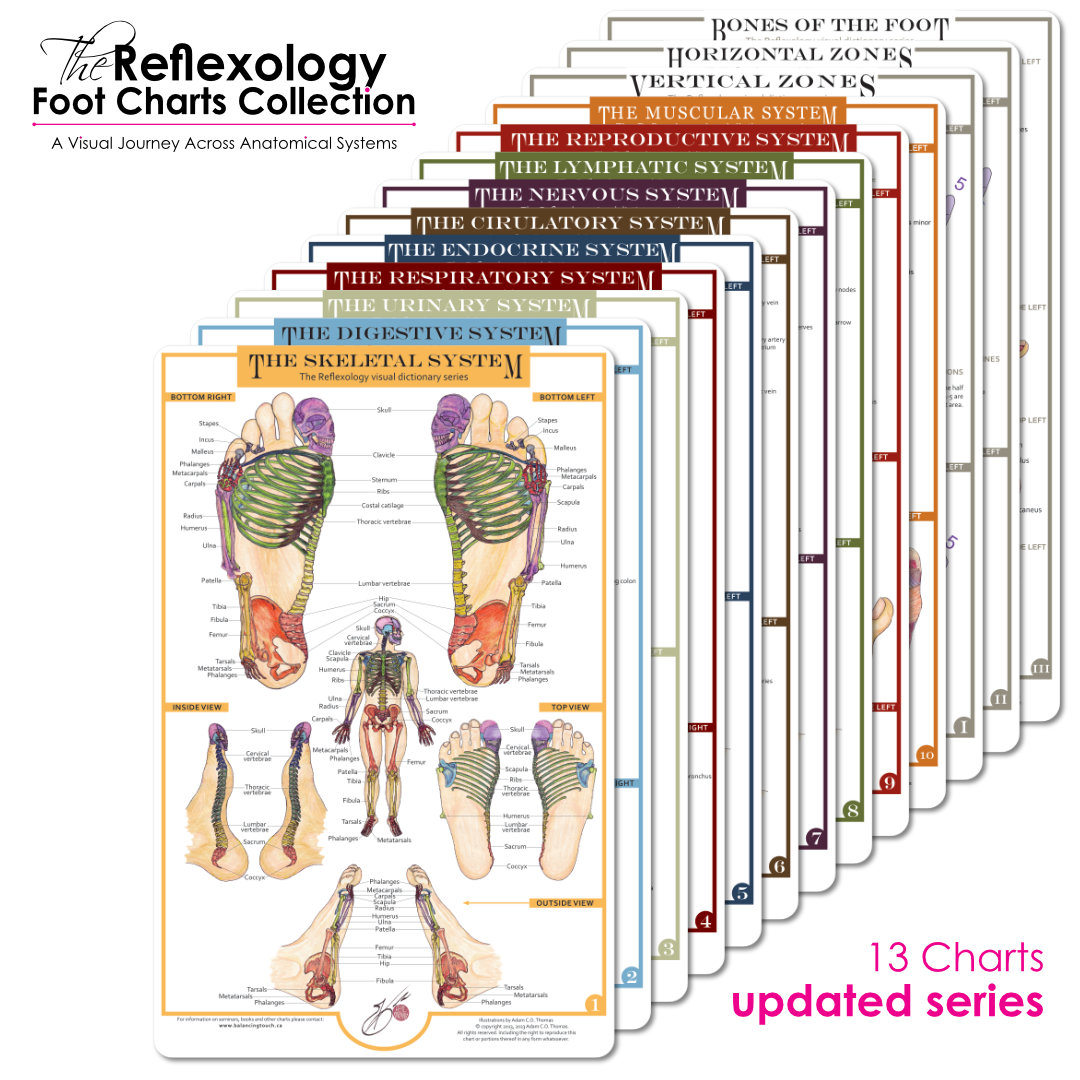 Reflexology Foot Charts Collection – 13 Anatomical Reflexology Charts + Companion Guide Image of 13 reflexology foot charts in a complete collection, showcasing anatomical systems with the text '13 Charts Updated Series'.
