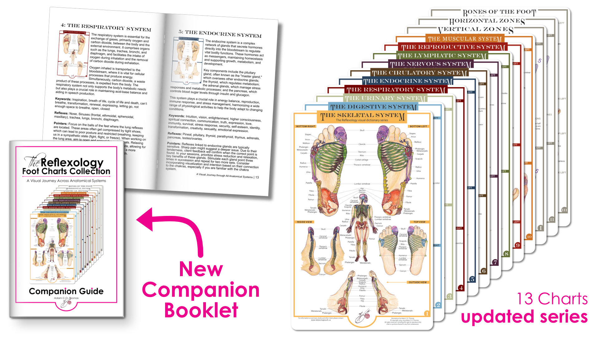 Image showing all 13 reflexology foot charts alongside the Companion Guide Booklet, highlighting the complete anatomical and reflexology system collection.
