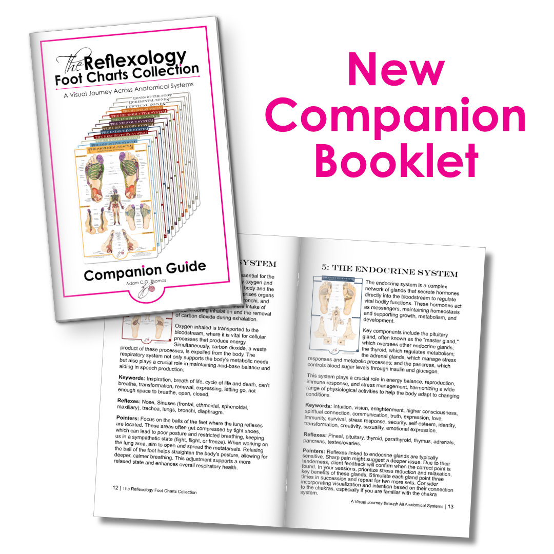Reflexology Charts Companion Guide – Cover and Inside View Image of the Reflexology Charts Companion Guide Booklet showing the cover and an inside spread, with the text “New Companion Booklet.”