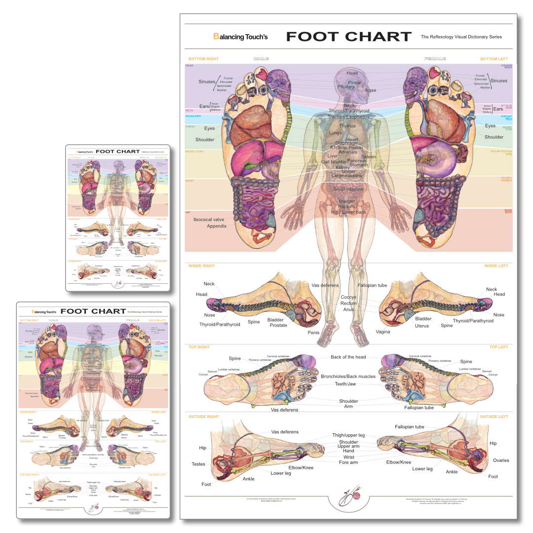 Standard Reflexology Foot Chart displayed in three sizes – mini, medium, and large – to suit different client and practitioner needs.