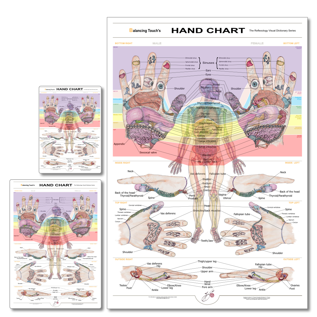 Standard Reflexology Hand Chart – Mini, Medium & Large Size Options Standard Reflexology Hand Chart shown in three size options: small, medium, and large, designed for flexibility and clarity in any setting.