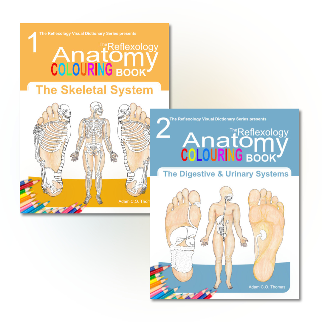 reflexology-anatomy-colouring-books-skeletal-digestive-urinary.jpg Covers of Reflexology Anatomy Colouring Book Series — Book 1: The Skeletal System and Book 2: The Digestive & Urinary Systems.